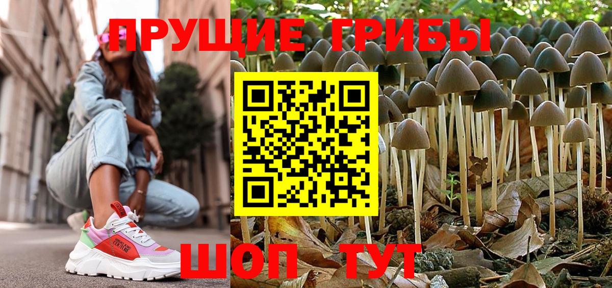 Глазов  Псилоцибиновые грибы прущие грибы  Вход с VPN  Псилоцибиновые грибы GOLDEN TEACHER 
